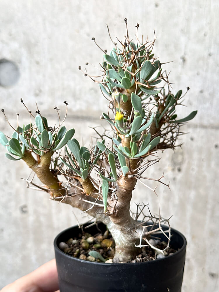 【現品限り】オトンナ・ユーフォルビオイデス【N57】 Othonna euphorbioides