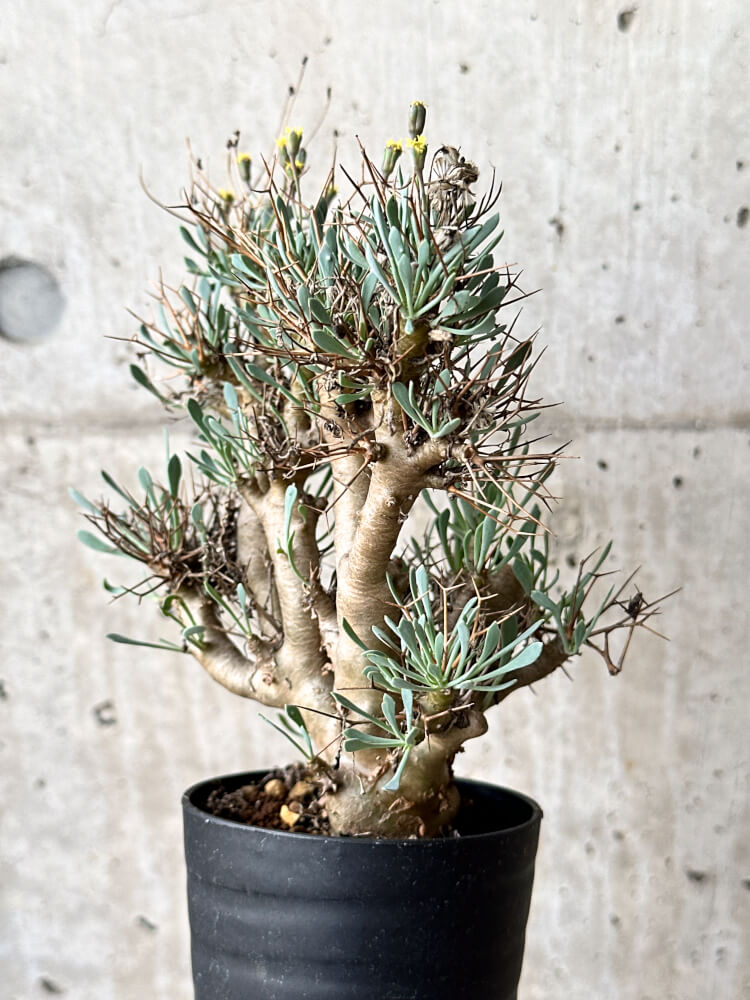 【現品限り】オトンナ・ユーフォルビオイデス【N58】 Othonna euphorbioides