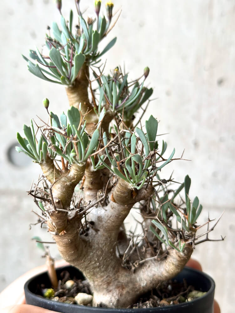 【現品限り】オトンナ・ユーフォルビオイデス【N60】 Othonna euphorbioides