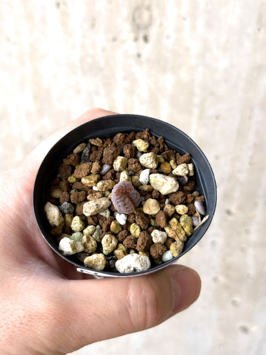 【現品限り】ブルビネ・ブルインシー 選抜【N9】 Bulbine bruynsii