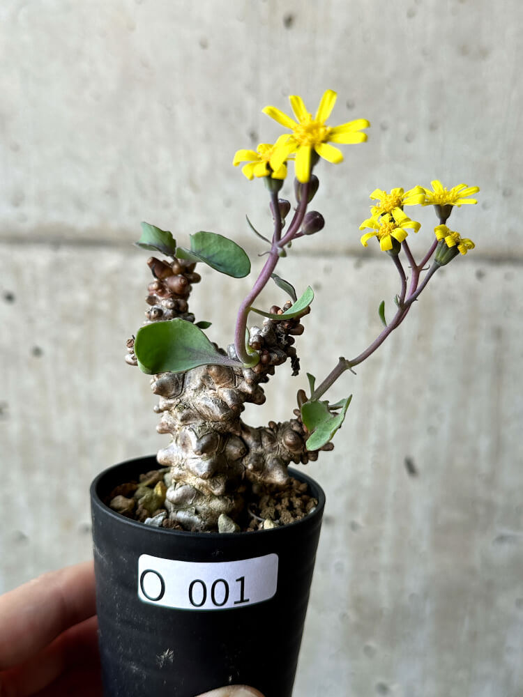 現品限り】オトンナ・ヘレー 蛮鬼塔【O1】 Othonna herrei 塊根植物