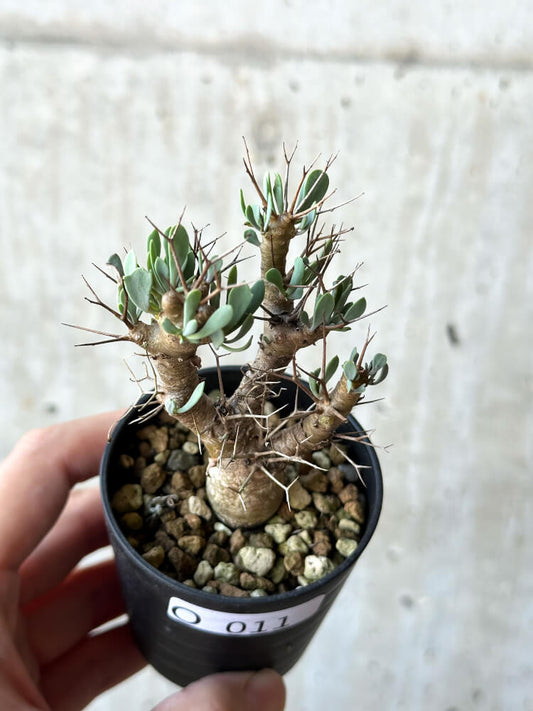 【現品限り】オトンナ・ユーフォルビオイデス【O11】 Othonna euphorbioides