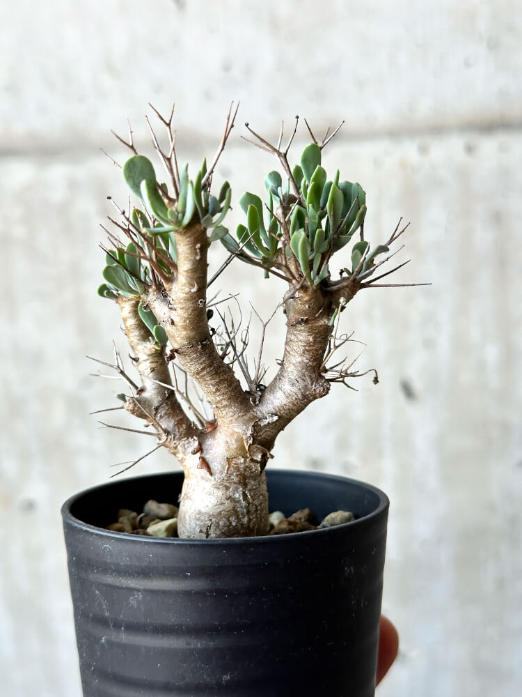 【現品限り】オトンナ・ユーフォルビオイデス【O11】 Othonna euphorbioides
