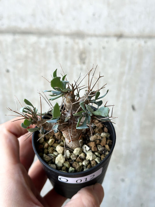 【現品限り】オトンナ・ユーフォルビオイデス【O12】 Othonna euphorbioides