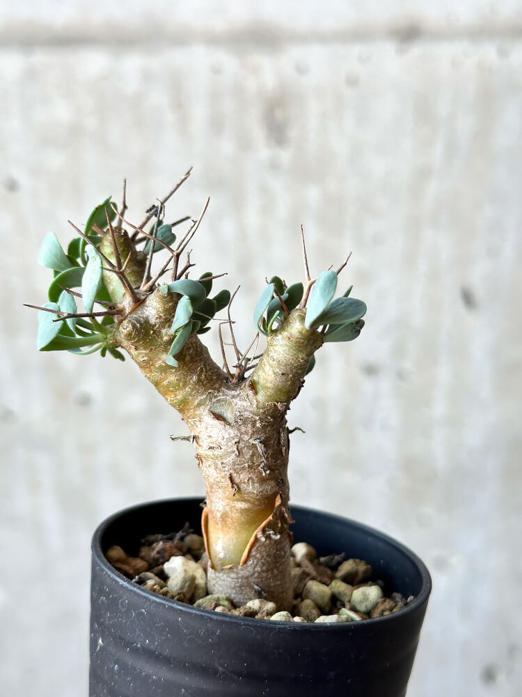 【現品限り】オトンナ・ユーフォルビオイデス【O14】 Othonna euphorbioides