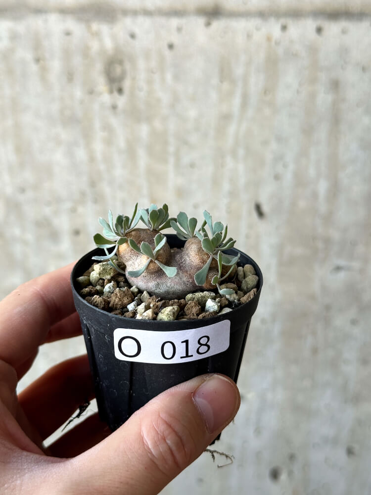 現品限り】オトンナ・カカリオイデス 現地株 発根済み【O18】 Othonna