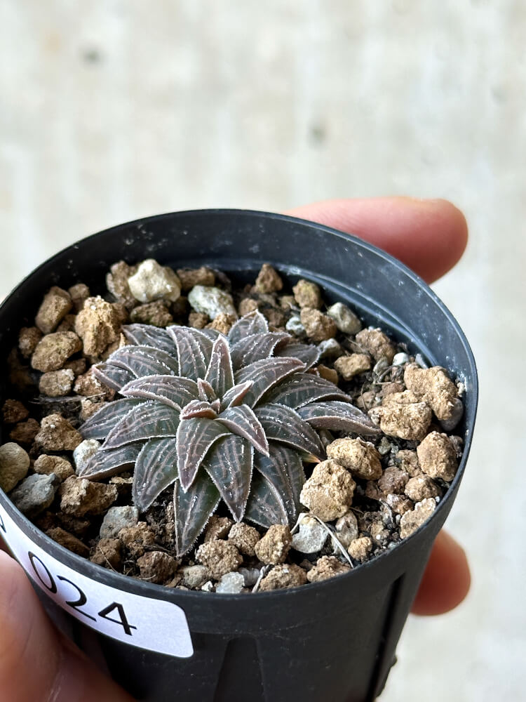 【現品限り】ブルビネ・ハオルチオイデス【O24】 Bulbine haworthioides