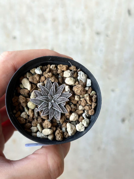 【現品限り】ブルビネ・ハオルチオイデス【O25】 Bulbine haworthioides
