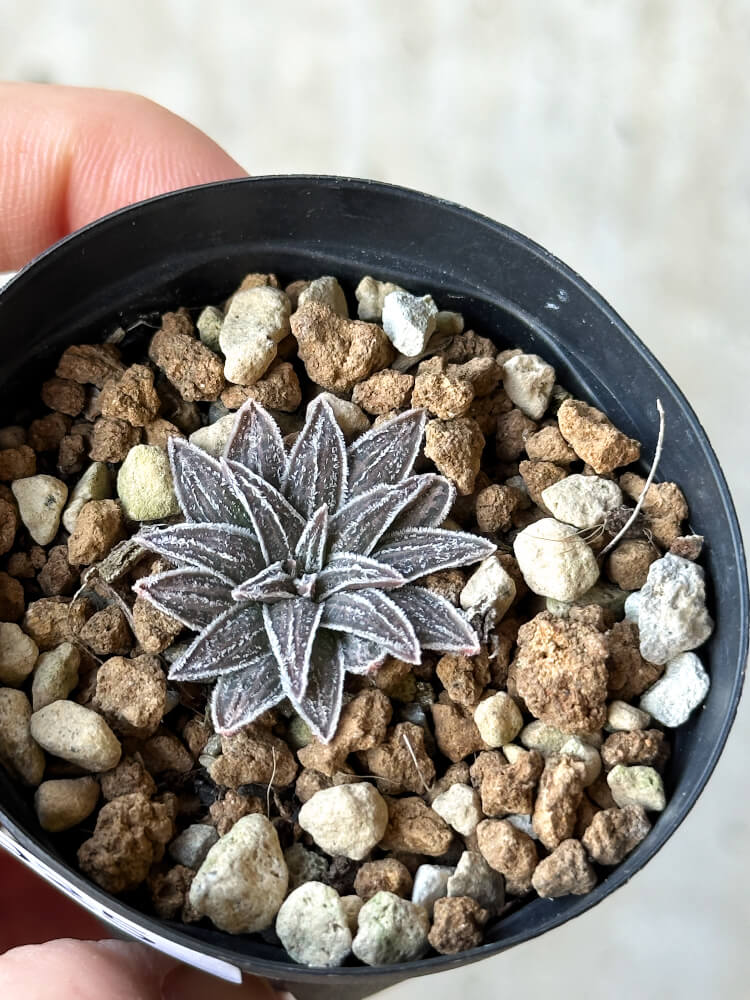 【現品限り】ブルビネ・ハオルチオイデス【O25】 Bulbine haworthioides