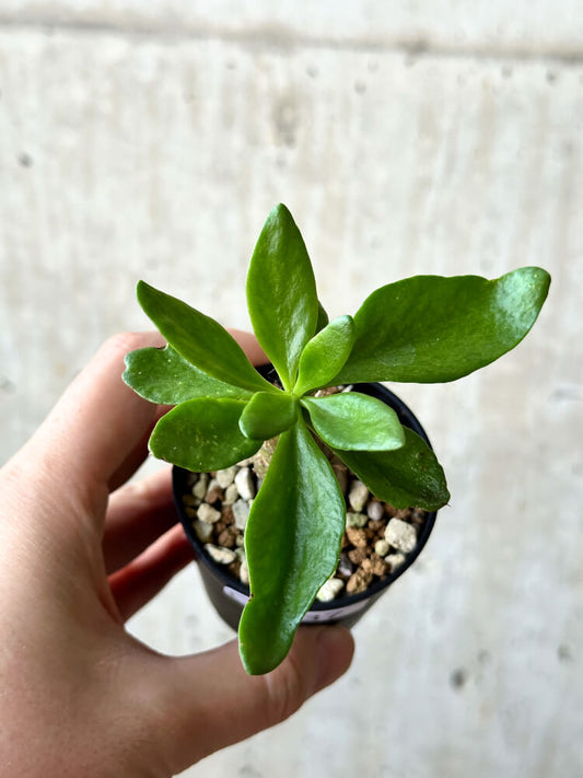【現品限り】チレコドン・パニクラータス【O37】 Tylecodon paniculatus