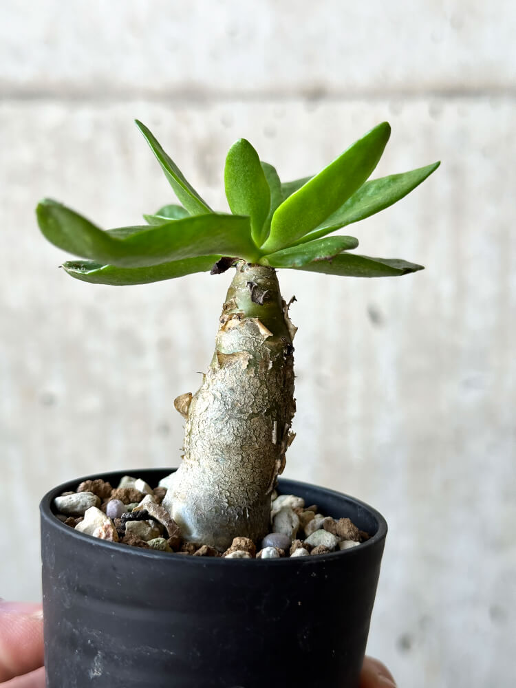 【現品限り】チレコドン・パニクラータス【O37】 Tylecodon paniculatus