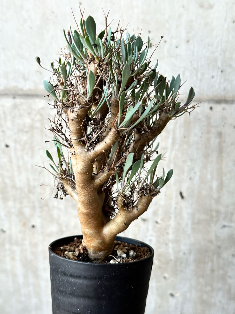 【現品限り】オトンナ・ユーフォルビオイデス【O41】 Othonna euphorbioides