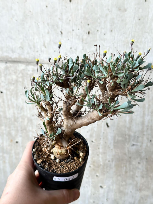 【現品限り】オトンナ・ユーフォルビオイデス【O42】 Othonna euphorbioides