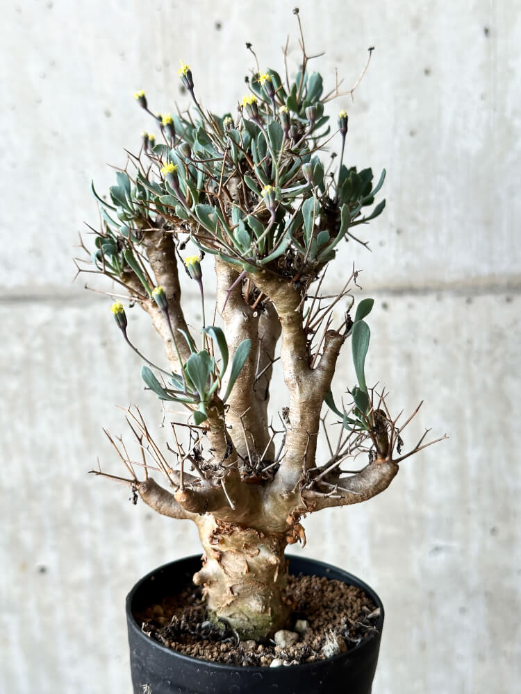 【現品限り】オトンナ・ユーフォルビオイデス【O42】 Othonna euphorbioides