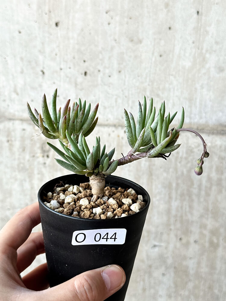 t938 特選 多肉植物 珍奇塊根植物 コーデックス オトンナ