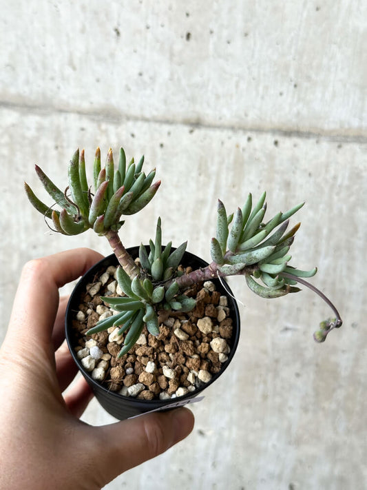 【現品限り】オトンナ・カルノーサ【O44】 Othonna carnosa