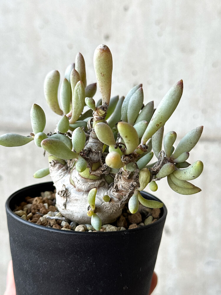 【現品限り】オトンナ・クラビフォリア【O48】 Othonna clavifolia