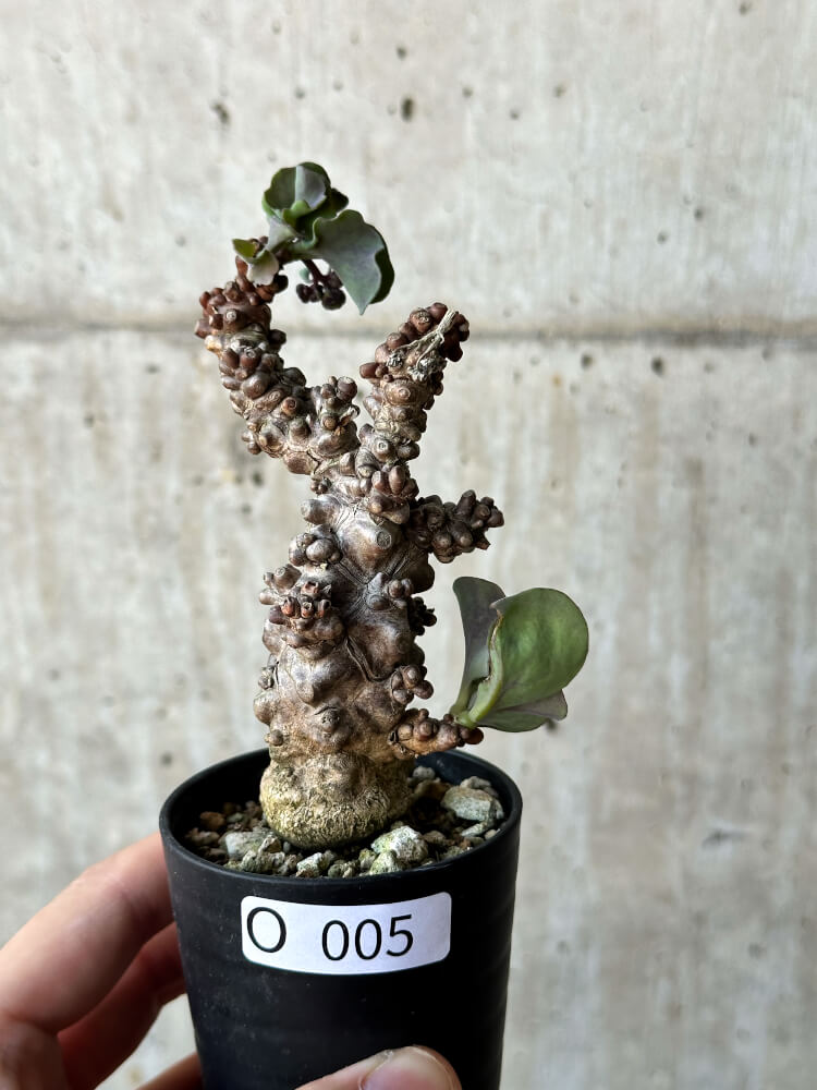 現品限り】オトンナ・ヘレー 蛮鬼塔【O5】 Othonna herrei 塊根植物