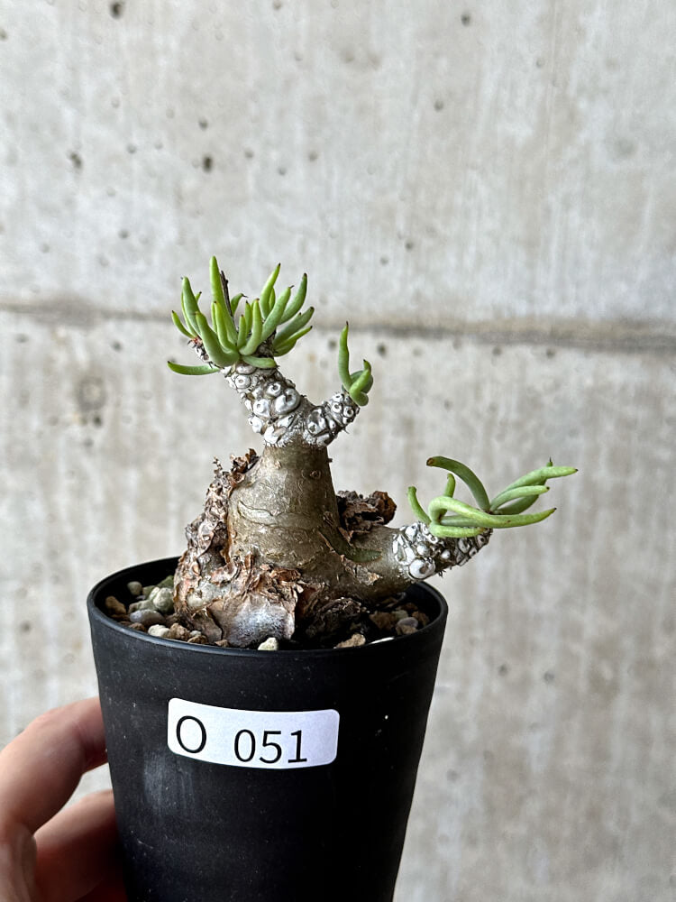現品限り】チレコドン・ペアルソニー 長期管理株【O51】 Tylecodon