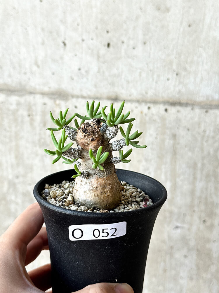 現品限り】チレコドン・ペアルソニー 長期管理株【O52】 Tylecodon