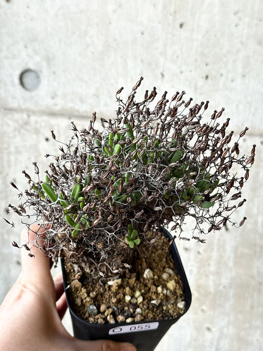 【現品限り】チレコドン・レティキュラータス 万物想【O55】 Tylecodon reticulatus