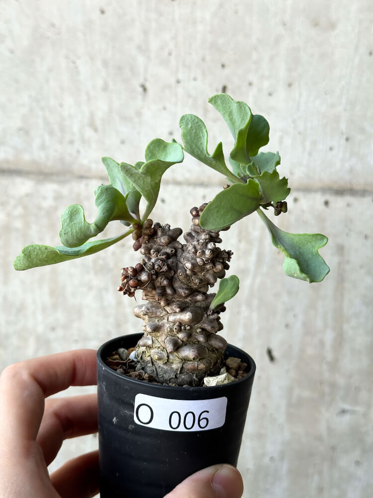 現品限り】オトンナ・ヘレー 蛮鬼塔【O6】 Othonna herrei 塊根植物