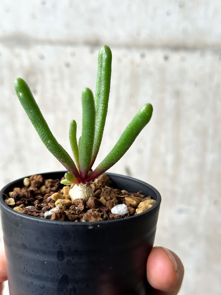 【現品限り】フィロボルス・テヌイフロルス【P10】 Phyllobolus tenuiflorus