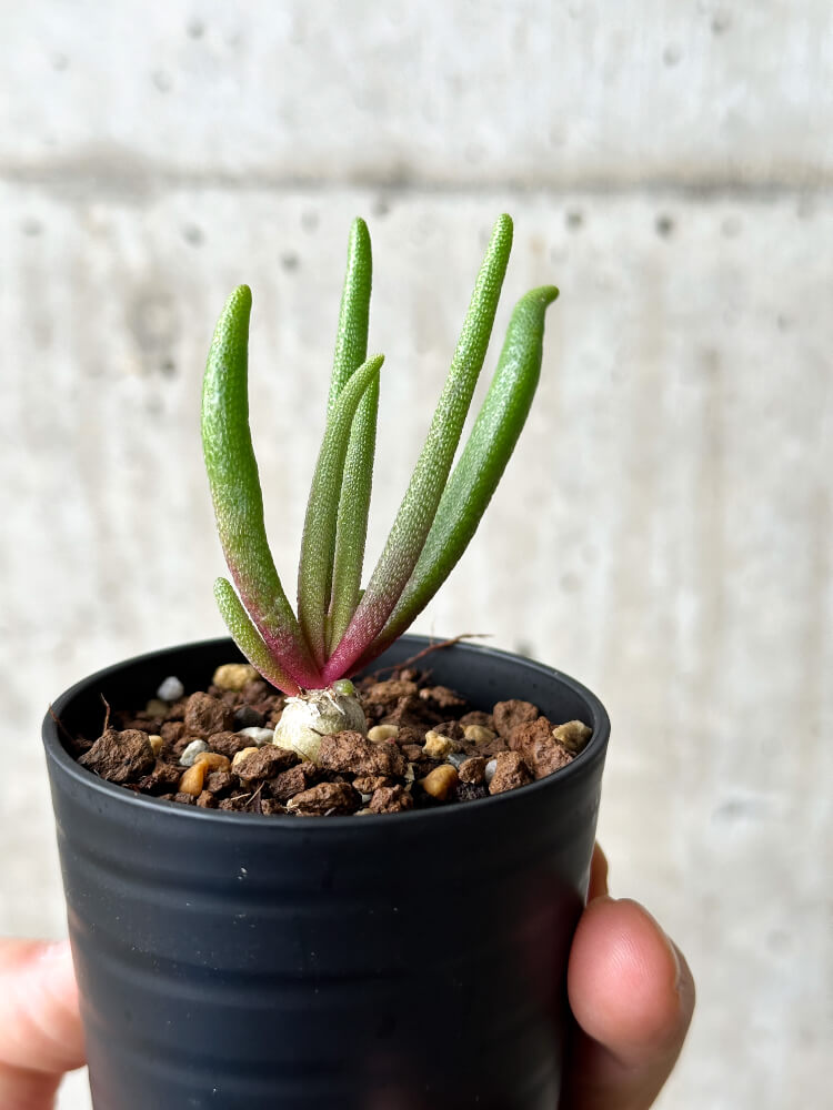【現品限り】フィロボルス・テヌイフロルス【P11】 Phyllobolus tenuiflorus