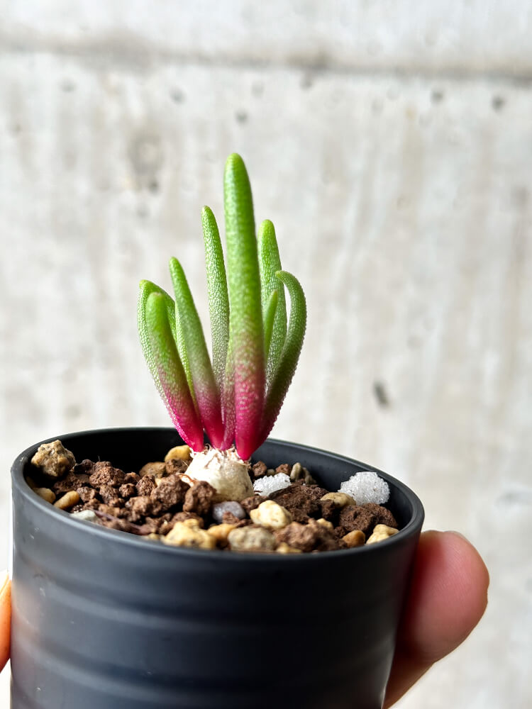 【現品限り】フィロボルス・テヌイフロルス【P12】 Phyllobolus tenuiflorus