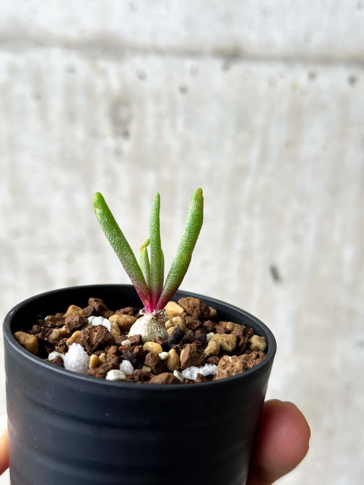 【現品限り】フィロボルス・テヌイフロルス【P14】 Phyllobolus tenuiflorus