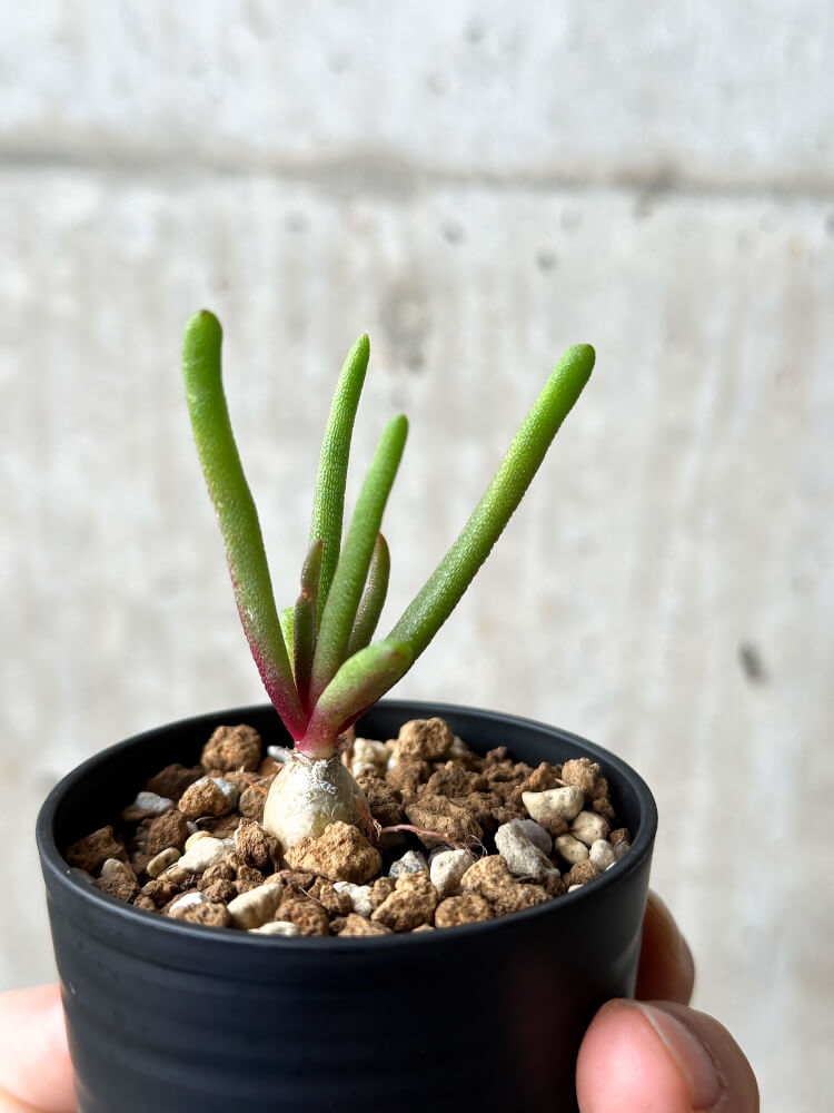 【現品限り】フィロボルス・テヌイフロルス【P15】 Phyllobolus tenuiflorus