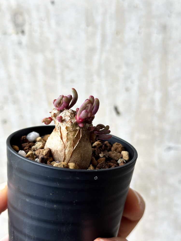 【現品限り】フィロボルス・テヌイフロルス【P1】 Phyllobolus tenuiflorus