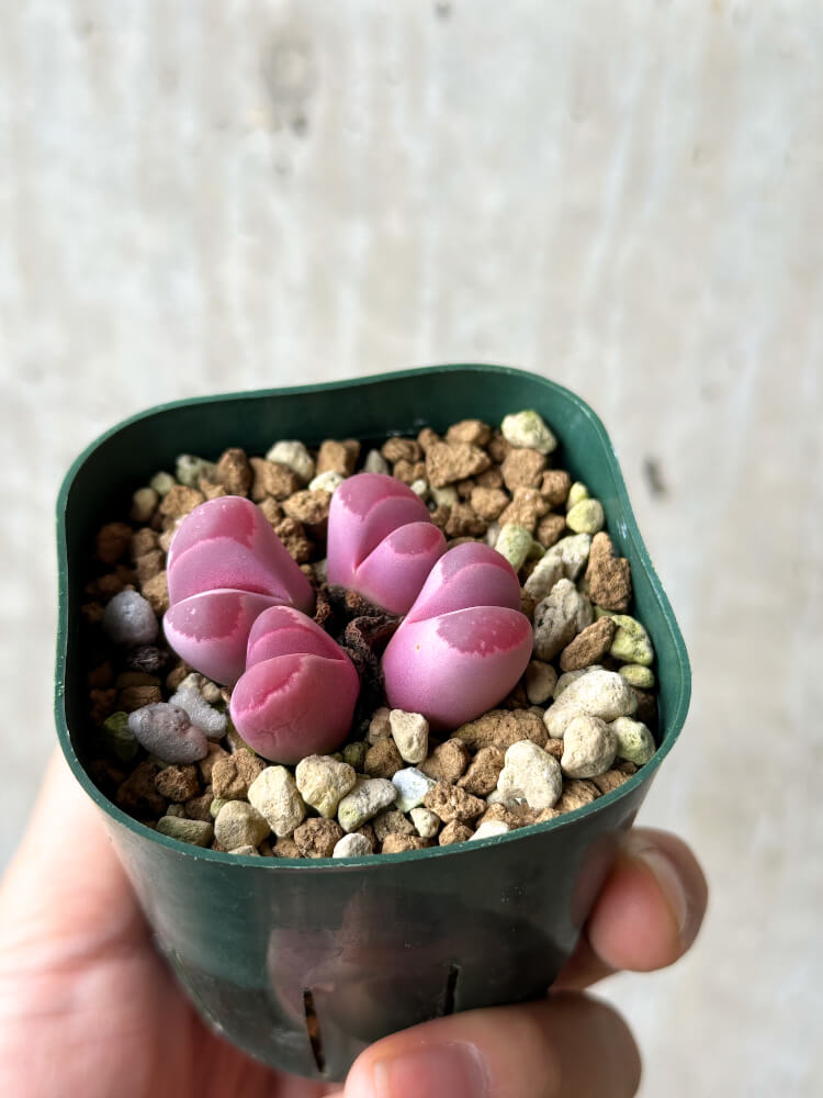 【現品限り】リトープス・オプティカ・ルブラ C81A 紅大内玉【P29】 Lithops