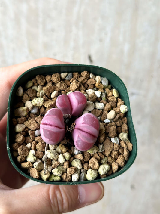【現品限り】リトープス・オプティカ・ルブラ C81A 紅大内玉【P30】 Lithops