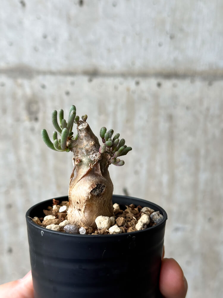 【現品限り】フィロボルス・テヌイフロルス【P3】 Phyllobolus tenuiflorus