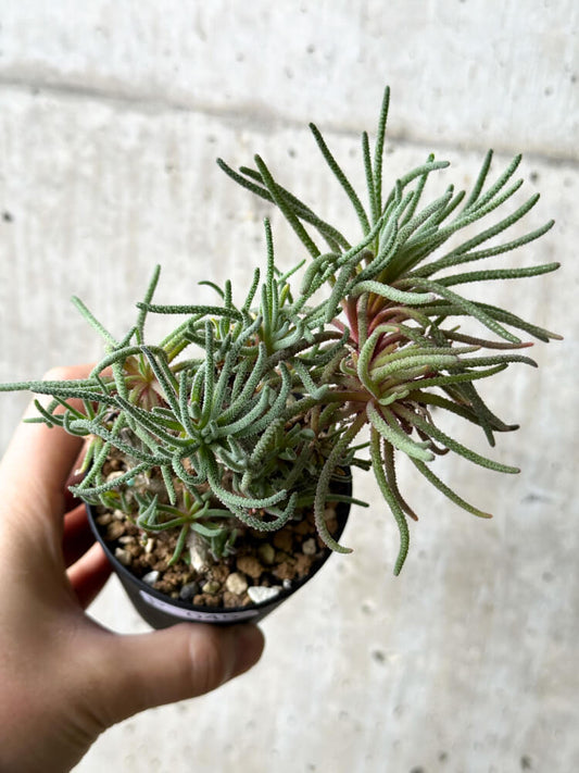 【現品限り】フィロボルス・レスルゲンス【P45】 Phyllobolus resurgens