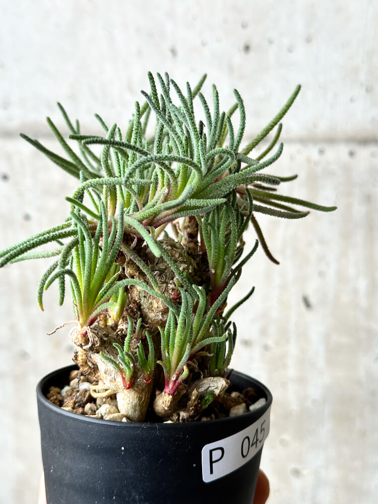 【現品限り】フィロボルス・レスルゲンス【P45】 Phyllobolus resurgens