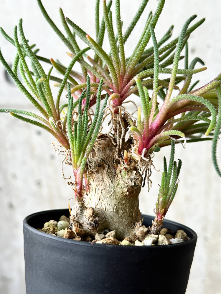 【現品限り】フィロボルス・レスルゲンス【P47】 Phyllobolus resurgens