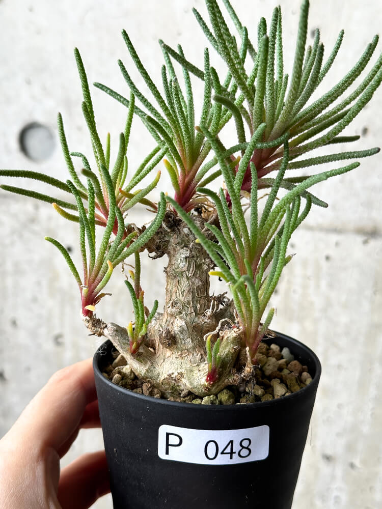 現品限り】フィロボルス・レスルゲンス【P48】 Phyllobolus resurgens