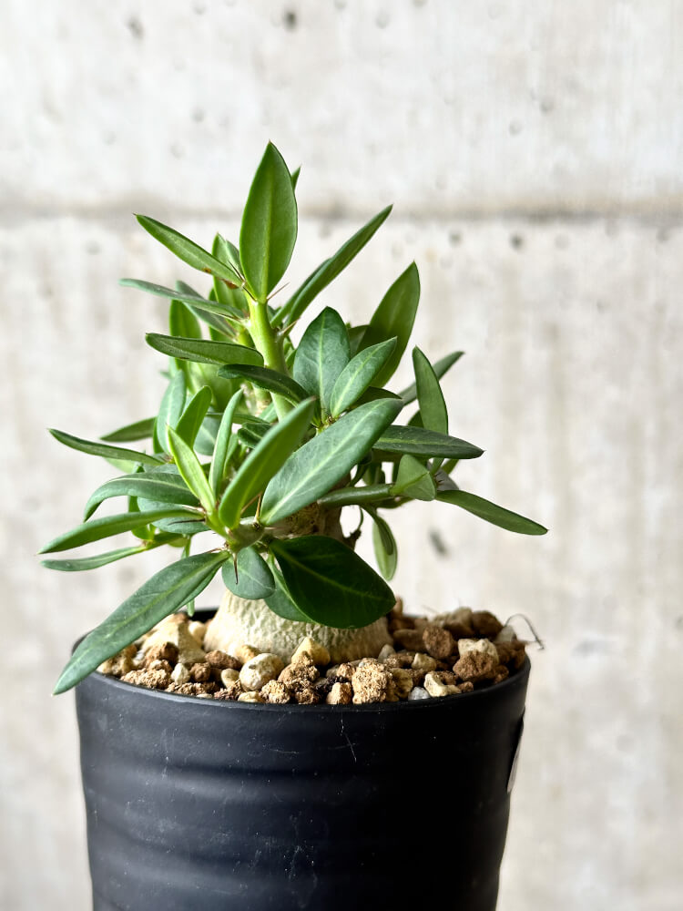 【現品限り】パキポディウム・ビスピノーサム【P53】 Pachypodium bispinosum