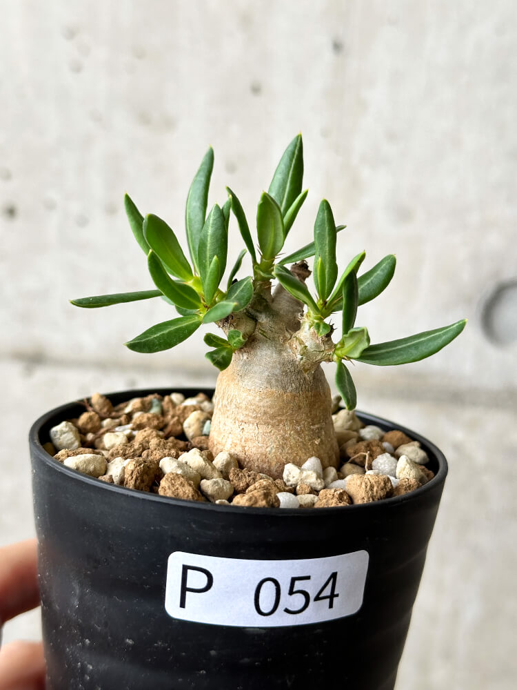 現品限り】パキポディウム・ビスピノーサム【P54】 Pachypodium