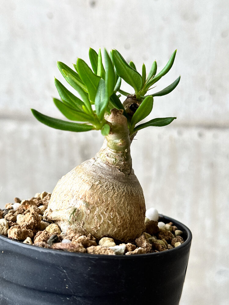 【現品限り】パキポディウム・ビスピノーサム【P55】 Pachypodium bispinosum
