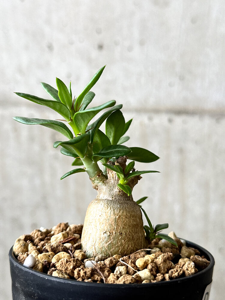 【現品限り】パキポディウム・ビスピノーサム【P56】 Pachypodium bispinosum