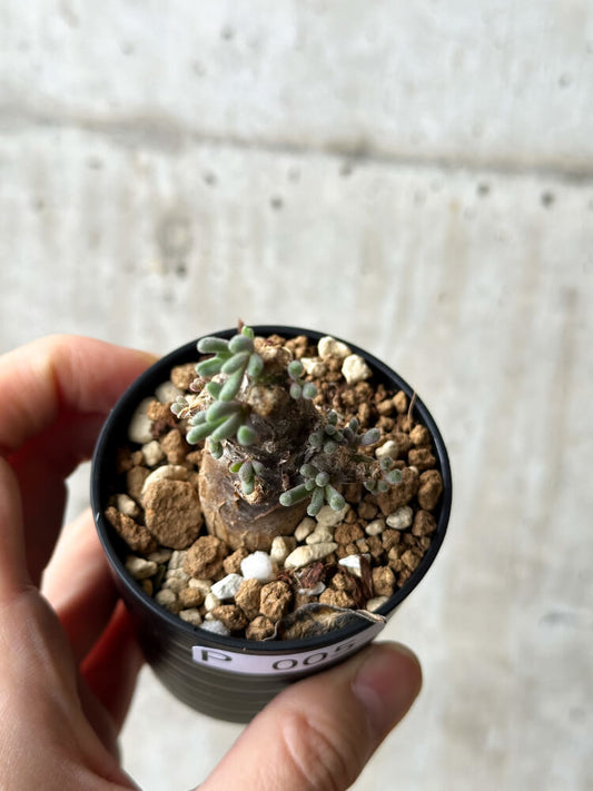 【現品限り】フィロボルス・テヌイフロルス【P5】 Phyllobolus tenuiflorus