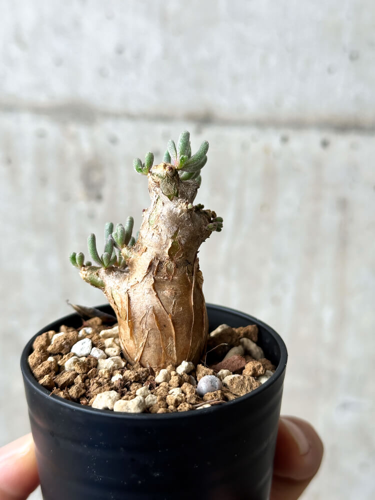 【現品限り】フィロボルス・テヌイフロルス【P5】 Phyllobolus tenuiflorus