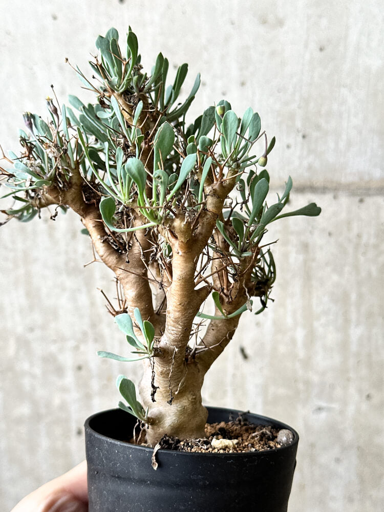 【現品限り】オトンナ・ユーフォルビオイデス【P63】 Othonna euphorbioides