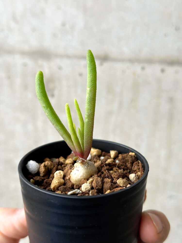 【現品限り】フィロボルス・テヌイフロルス【P6】 Phyllobolus tenuiflorus