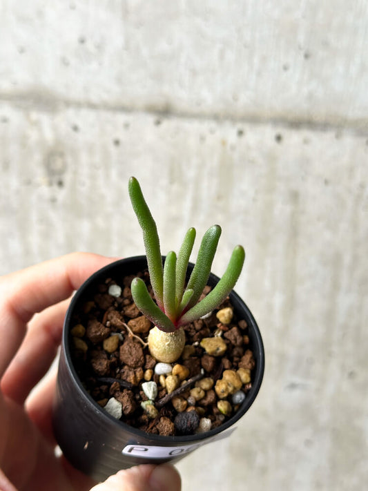 【現品限り】フィロボルス・テヌイフロルス【P9】 Phyllobolus tenuiflorus