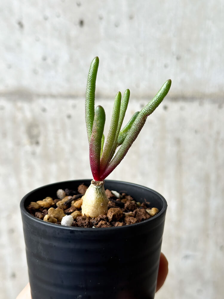 【現品限り】フィロボルス・テヌイフロルス【P9】 Phyllobolus tenuiflorus