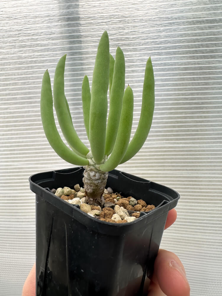 【現品限り】チレコドン・フィロポディウム【Q15】 Tylecodon reticulatus ssp phyllopodium